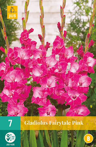 X   7 GLADIOLUS FAIRYTALE PINK 12/14