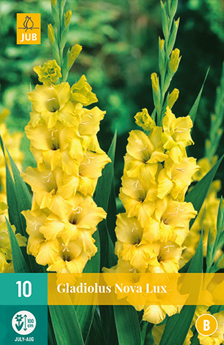 X 10 GLADIOLUS NOVA LUX 12/14