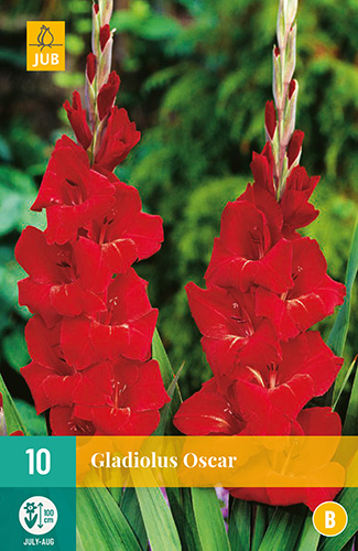 X 10 GLADIOLUS OSCAR 12/14