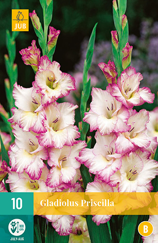 X 10 GLADIOLUS PRISCILLA 12/14