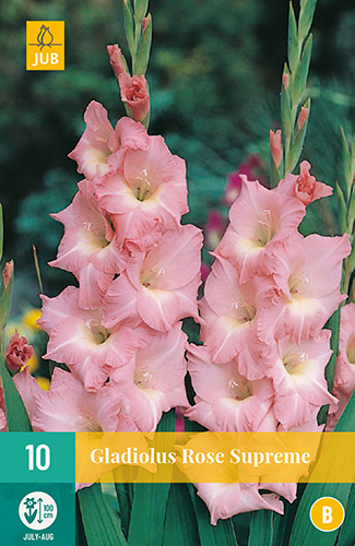 X 10 GLADIOLUS ROSE SUPREME 12/14