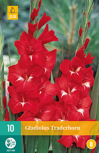 X 10 GLADIOLUS TRADERHORN 12/14