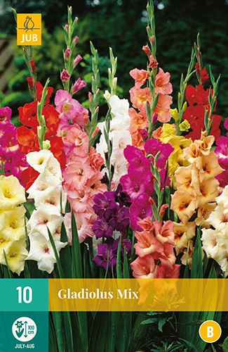 X 10 GLADIOLUS MIX 12/14