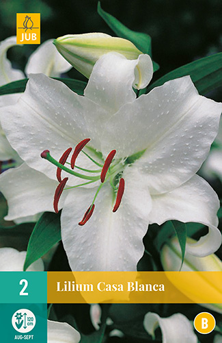 X 2 LILIUM CASA BLANCA 14/16