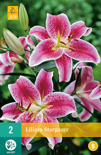 X 2 LILIUM STARGAZER 14/16