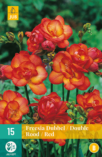 X 15 FREESIA DUBBEL ROOD 5/+