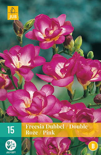 X 15 FREESIA DUBBEL ROZE 5/+