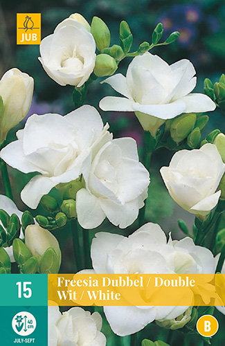 X 15 FREESIA DUBBEL WIT 5/+