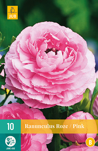 X 10 RANUNCULUS ROZE 6/7