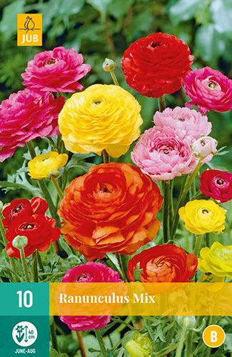 X 10 RANUNCULUS MIX 6/7