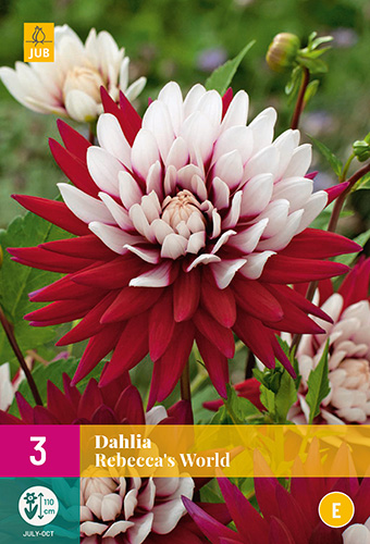 X 3 DAHLIA REBECCAS WORLD I