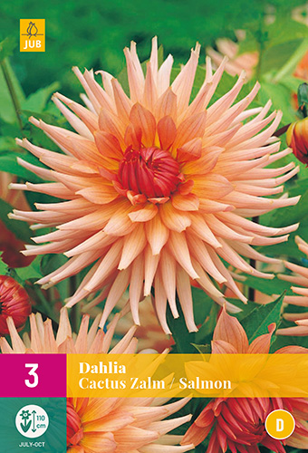 X 3 DAHLIA CACTUS ZALM I