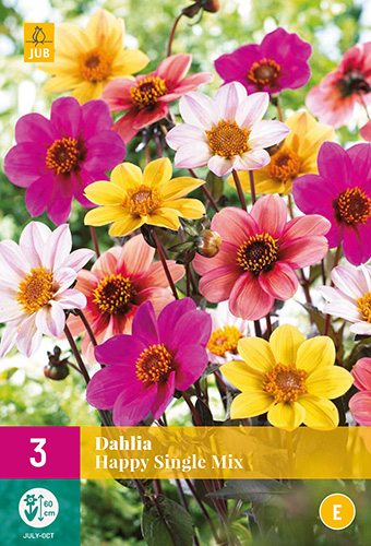 X 3 DAHLIA HAPPY SINGLE MIX I