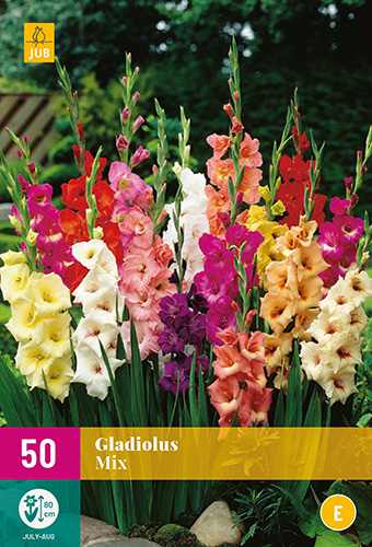 X 50 GLADIOLUS MIX 10/12