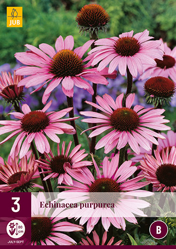 X 3 ECHINACEA PURPUREA I