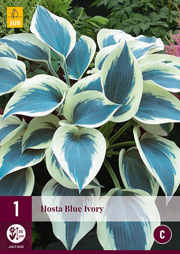 X 1 HOSTA BLUE IVORY I