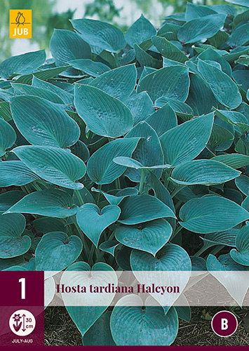 X 1 HOSTA TARDIANA HALCYON I