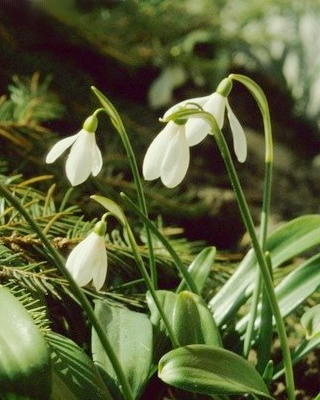 X 250 GALANTHUS IKARIAE 6/7