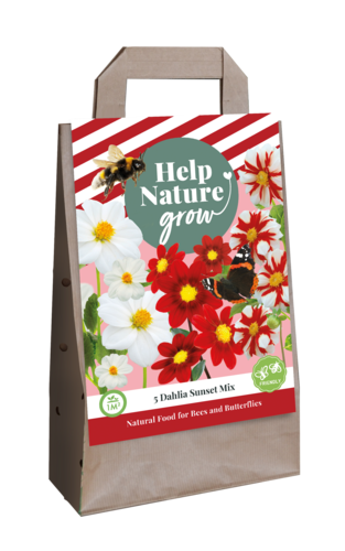 X 1 TAS 5 DAHLIA SUNSET MIX - HELP NATURE GROW I