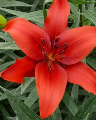 X 50 LILIUM RED COUNTY 14/16