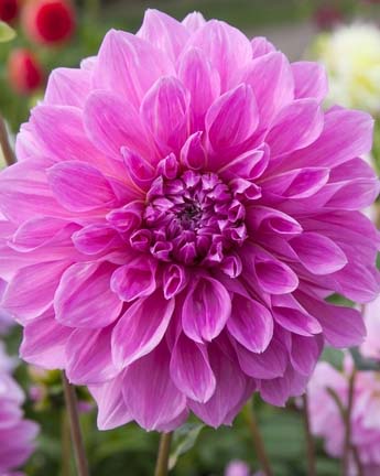 X 10 DAHLIA LAVENDER PERFECTION I