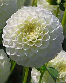 X 10 DAHLIA WHITE ASTER I