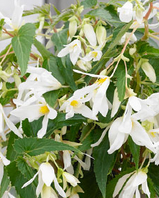 X 10 BEGONIA BOLIVIENSIS SANTA BARBARA 18/20