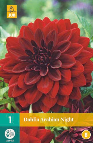 X 1 DAHLIA ARABIAN NIGHT I