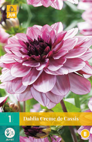 X 1 DAHLIA CREME DE CASSIS I