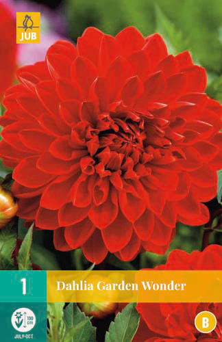 X 1 DAHLIA GARDEN WONDER I