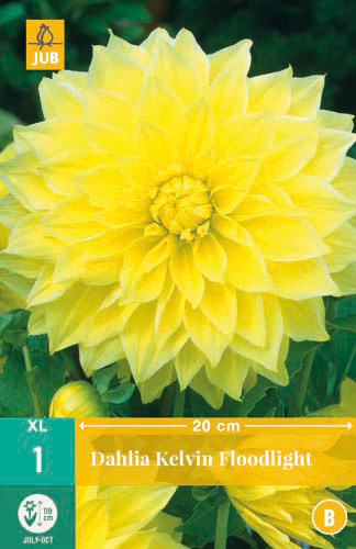 X 1 DAHLIA KELVIN FLOODLIGHT I