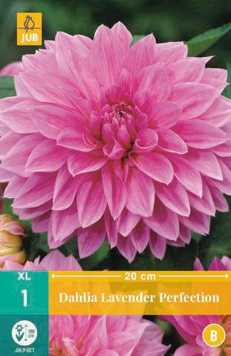 X 1 DAHLIA LAVENDER PERFECTION I