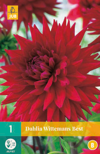 X 1 DAHLIA WITTEMANS BEST I