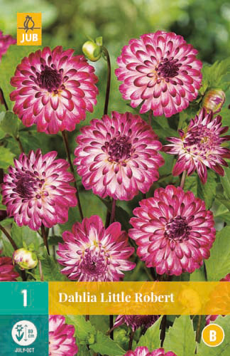 X 1 DAHLIA LITTLE ROBERT I