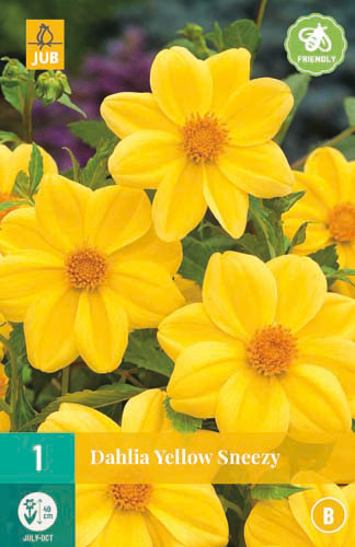 X 1 DAHLIA YELLOW SNEEZY I