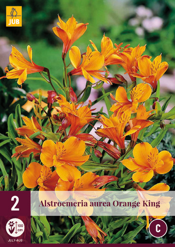 X 2 ALSTROEMERIA AUREA ORANGE KING I