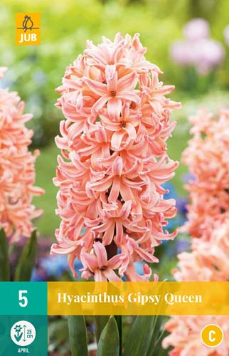 X   5 HYACINTHUS GIPSY QUEEN 15/16