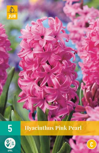 X   5 HYACINTHUS PINK PEARL 15/16