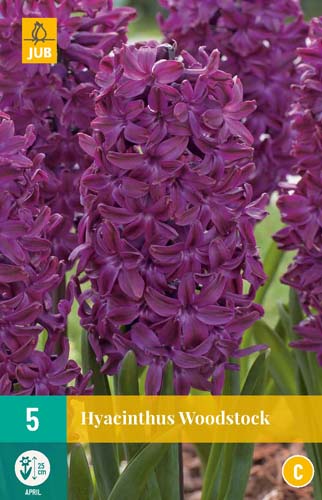 X   5 HYACINTHUS WOODSTOCK 15/16