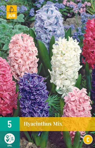 X   5 HYACINTHUS MIX 15/16