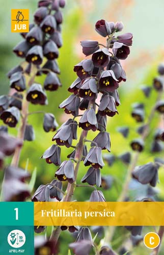 X   1 FRITILLARIA PERSICA 20/24