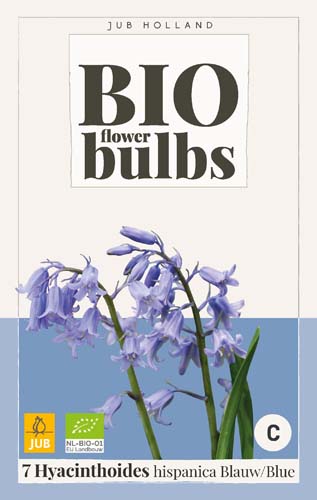 X   7 HYACINTHOIDES HISPANICA BLAUW - BIO 7/+