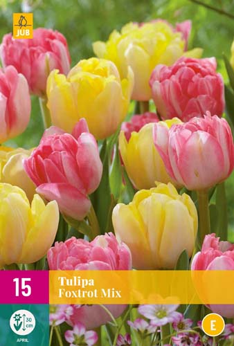 X 15 TULIPA FOXTROT MIX 11/12