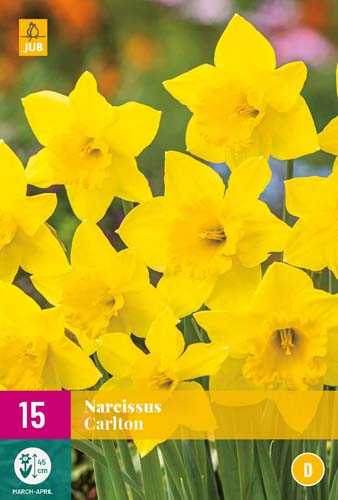 X 15 NARCISSUS CARLTON 12/14