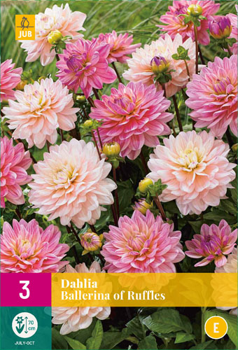 X 3 DAHLIA BALLERINA OF RUFFLES I