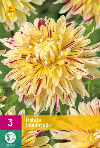 X 3 DAHLIA CAMBRIDGE I