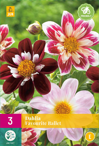 X 3 DAHLIA FAVOURITE BALLET I