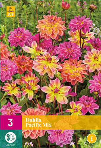 X 3 DAHLIA PACIFIC MIX I