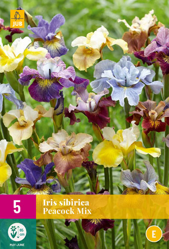 X 5 IRIS SIBIRICA PEACOCK MIX I