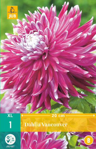 X 1 DAHLIA VANCOUVER I